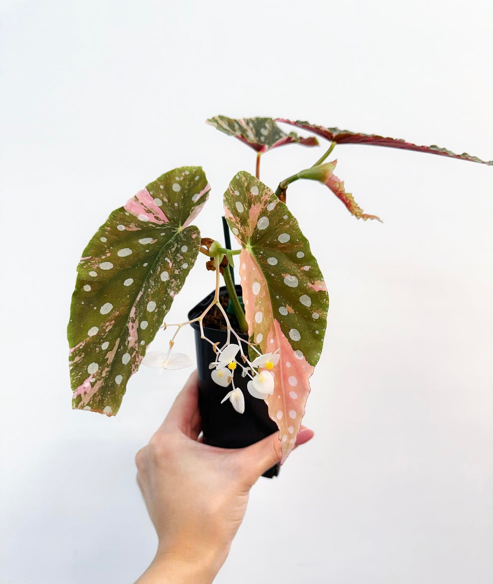Begonia Maculata Pink Variegada “4
