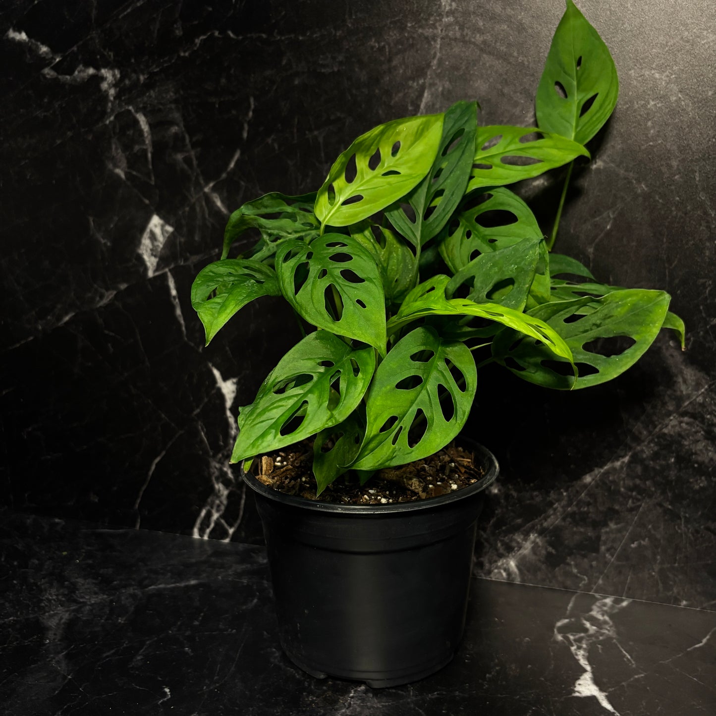 Monstera Adansonii “6