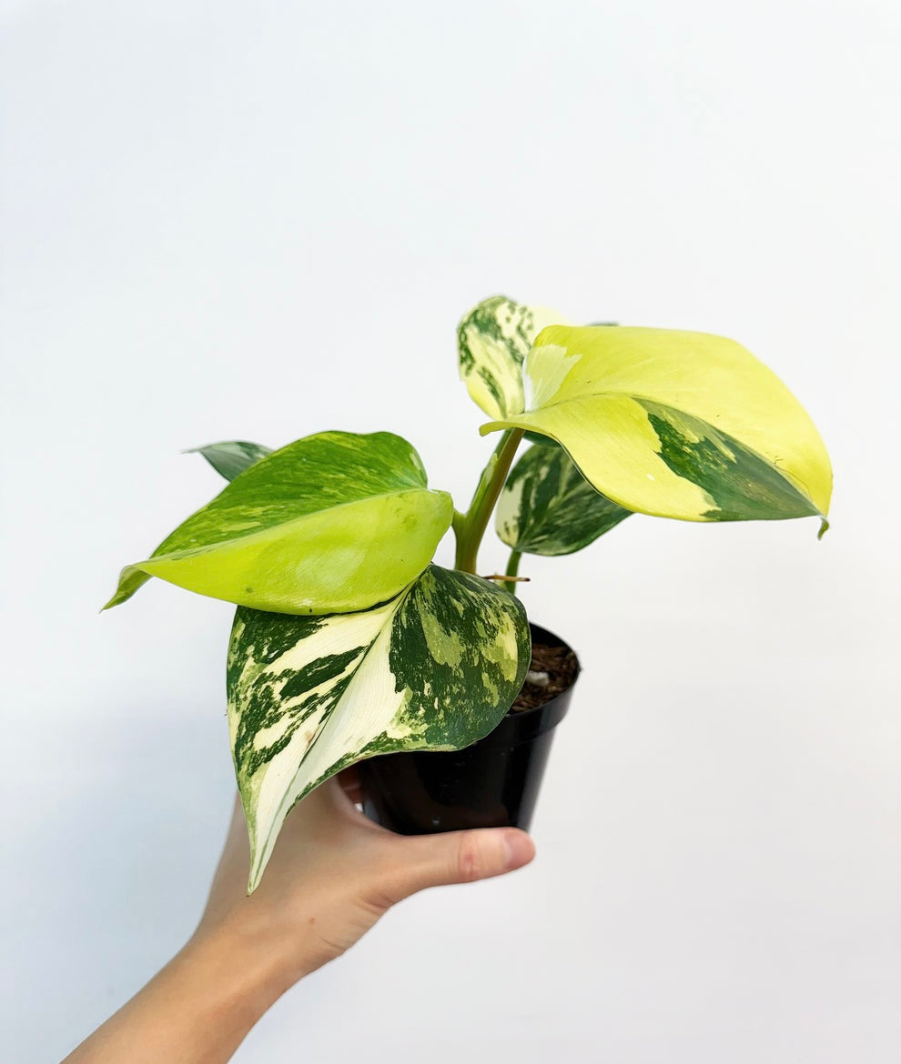 Philodendron White Wizard Tricolor “4