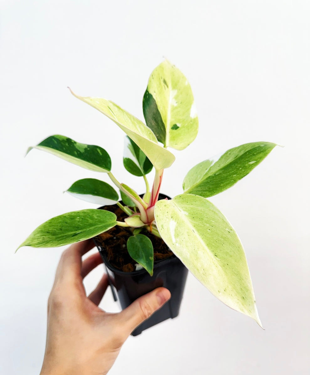 Philodendron White Princess Mint Variegado “4
