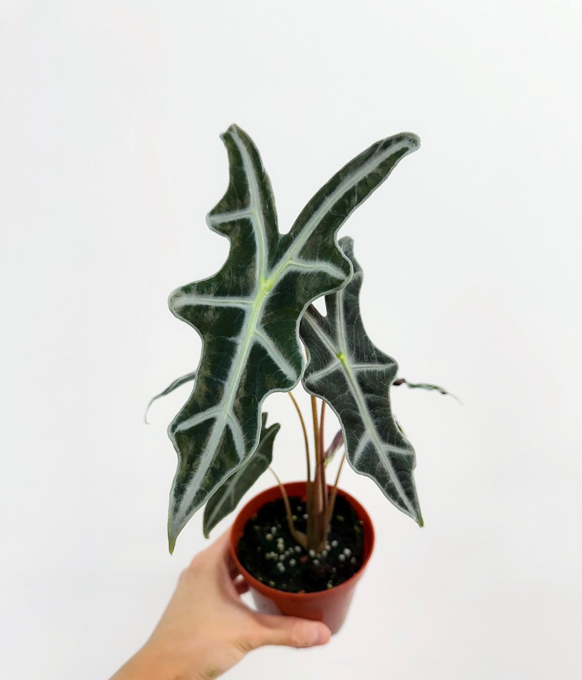 Alocasia Nobilis "4