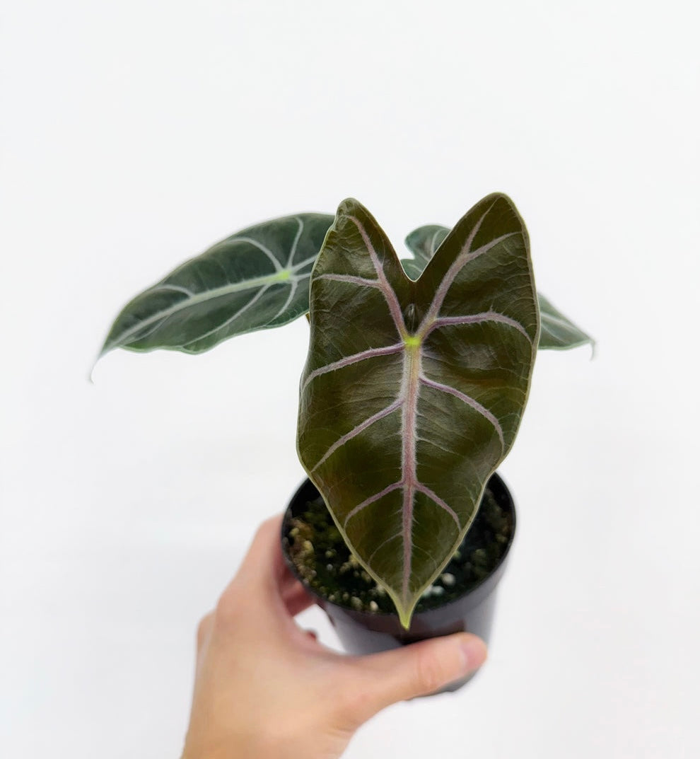 Alocasia Longiloba Purple Vein “4