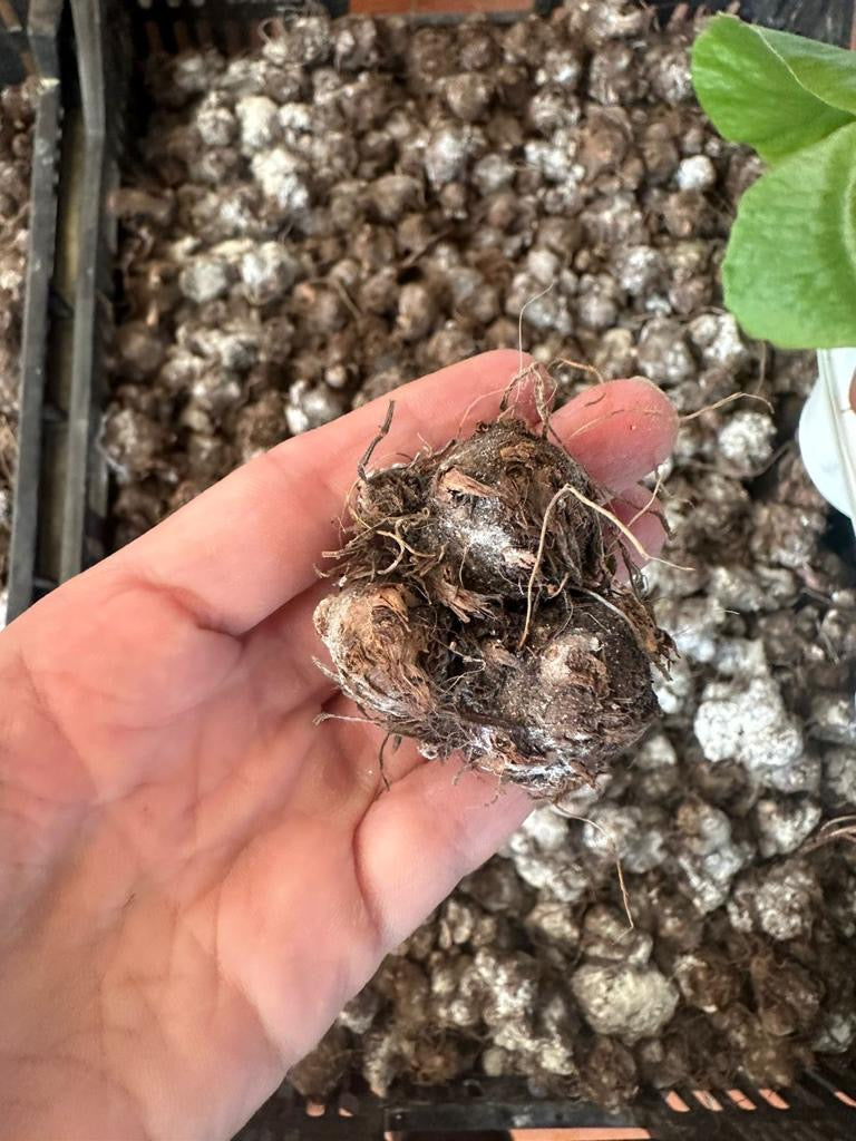 Bulbo de Caladium Seafoam Pink