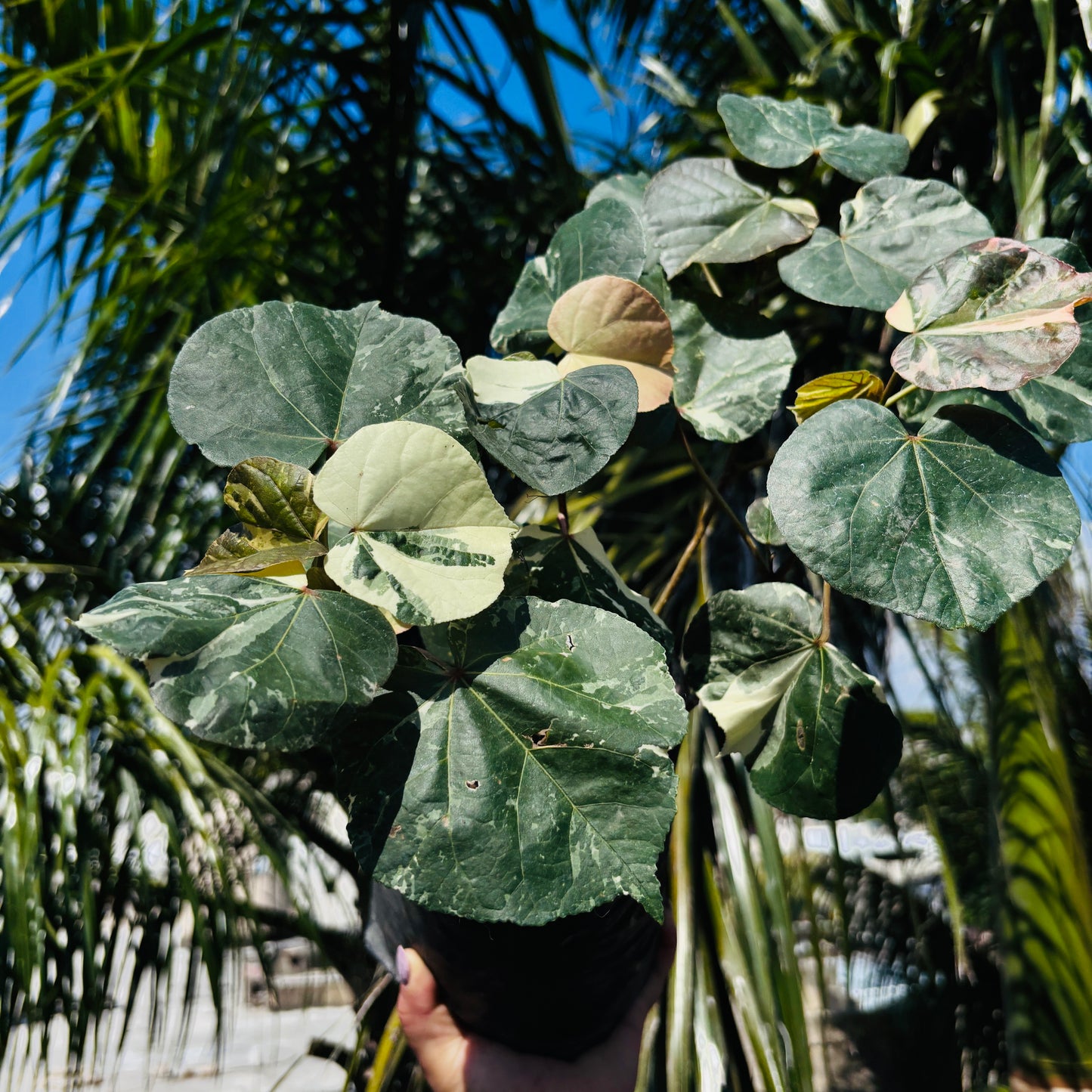 Hibiscus Tilleaceus Variegada (Majagua Arcoíris)
