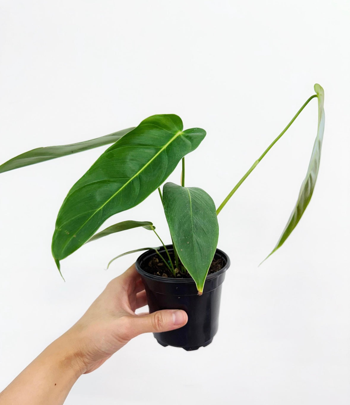Philodendron Esmeraldense “4
