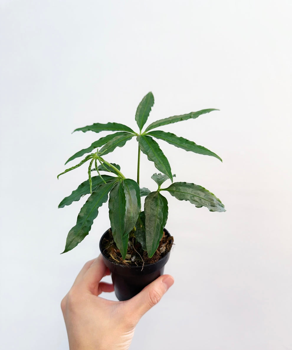 Anthurium Polyschistum “4