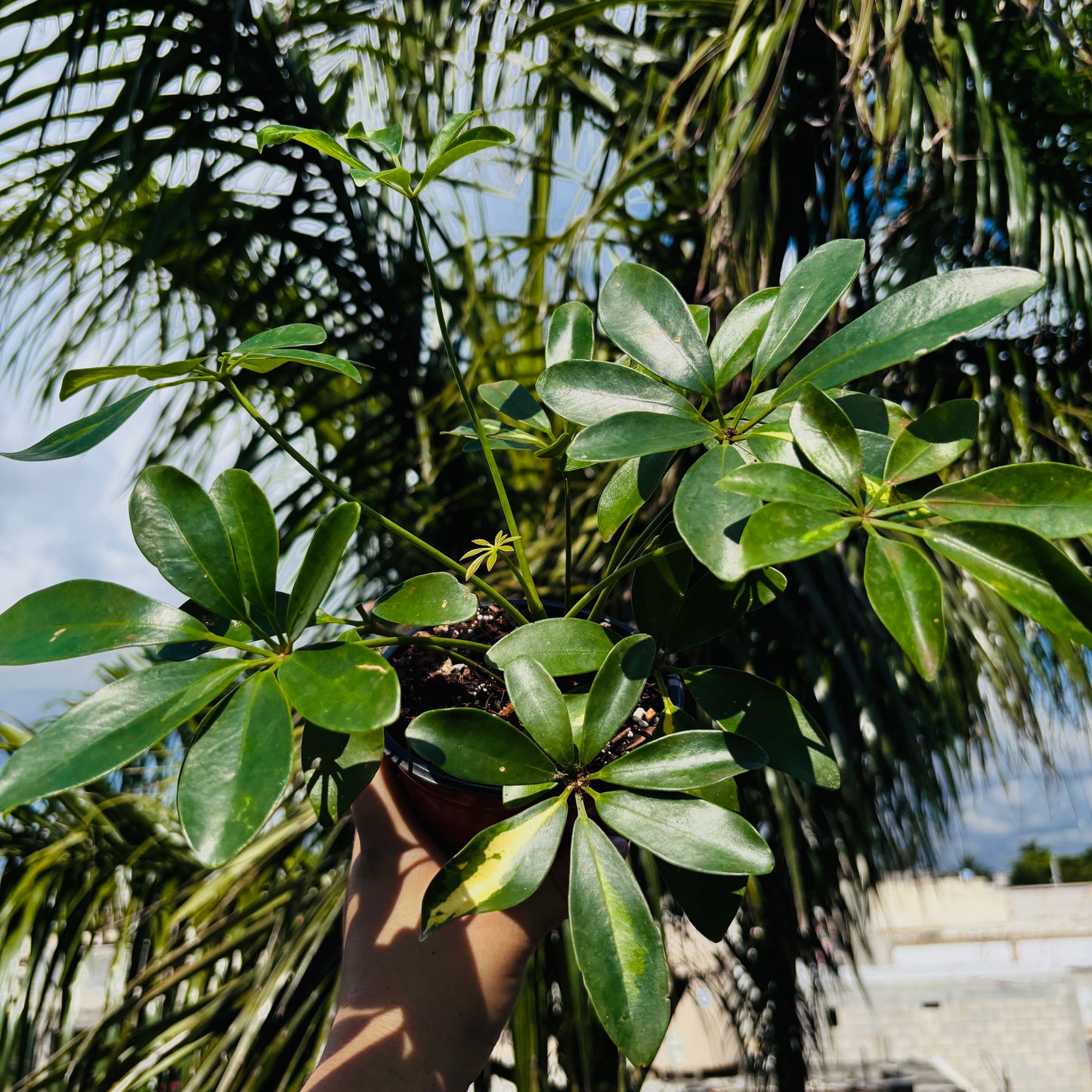 Schefflera Variegada "5