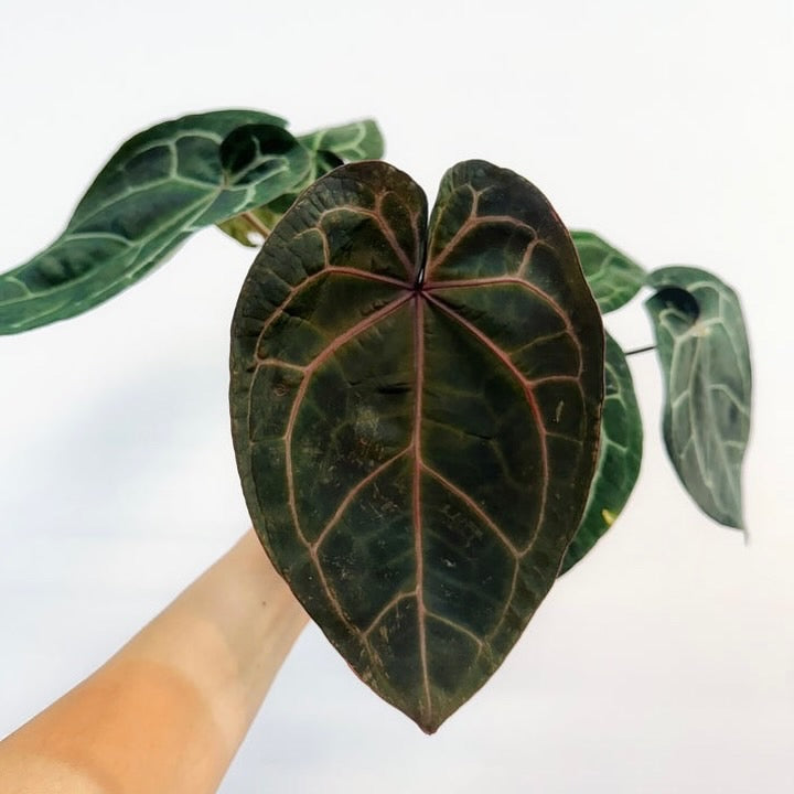 Anthurium Black Widow X Michelle “5