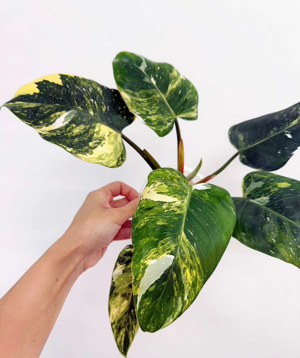 Philodendron White Princess Tricolor “4 (planta exacta)