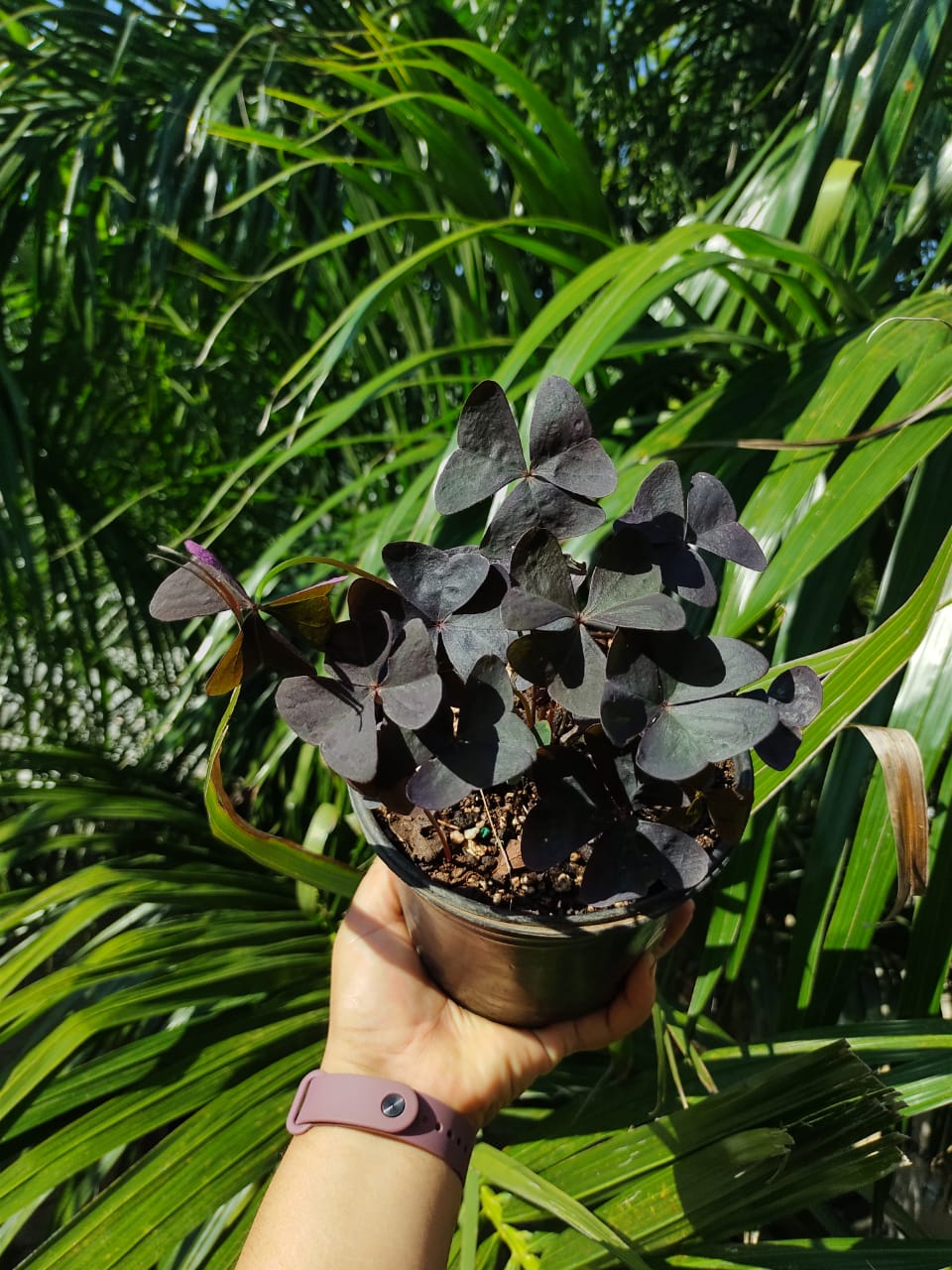 Oxalis Ebony Allure “6