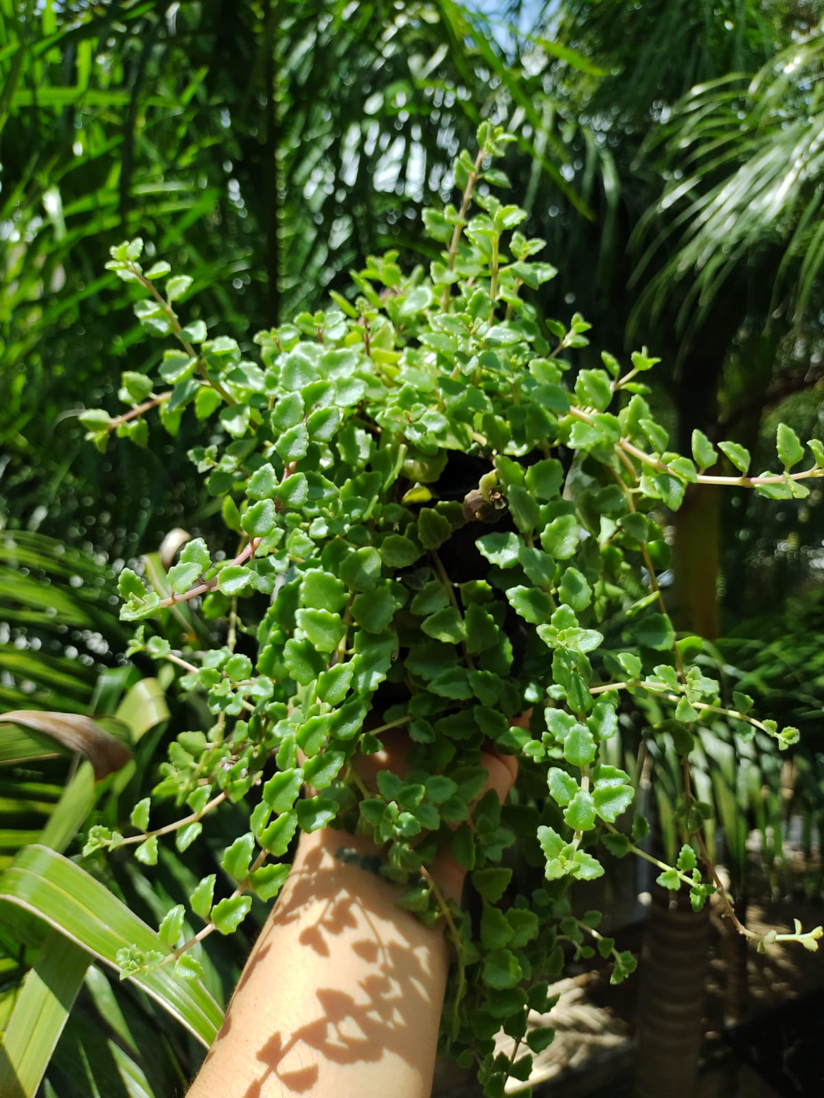 Plectranthus Prostratus