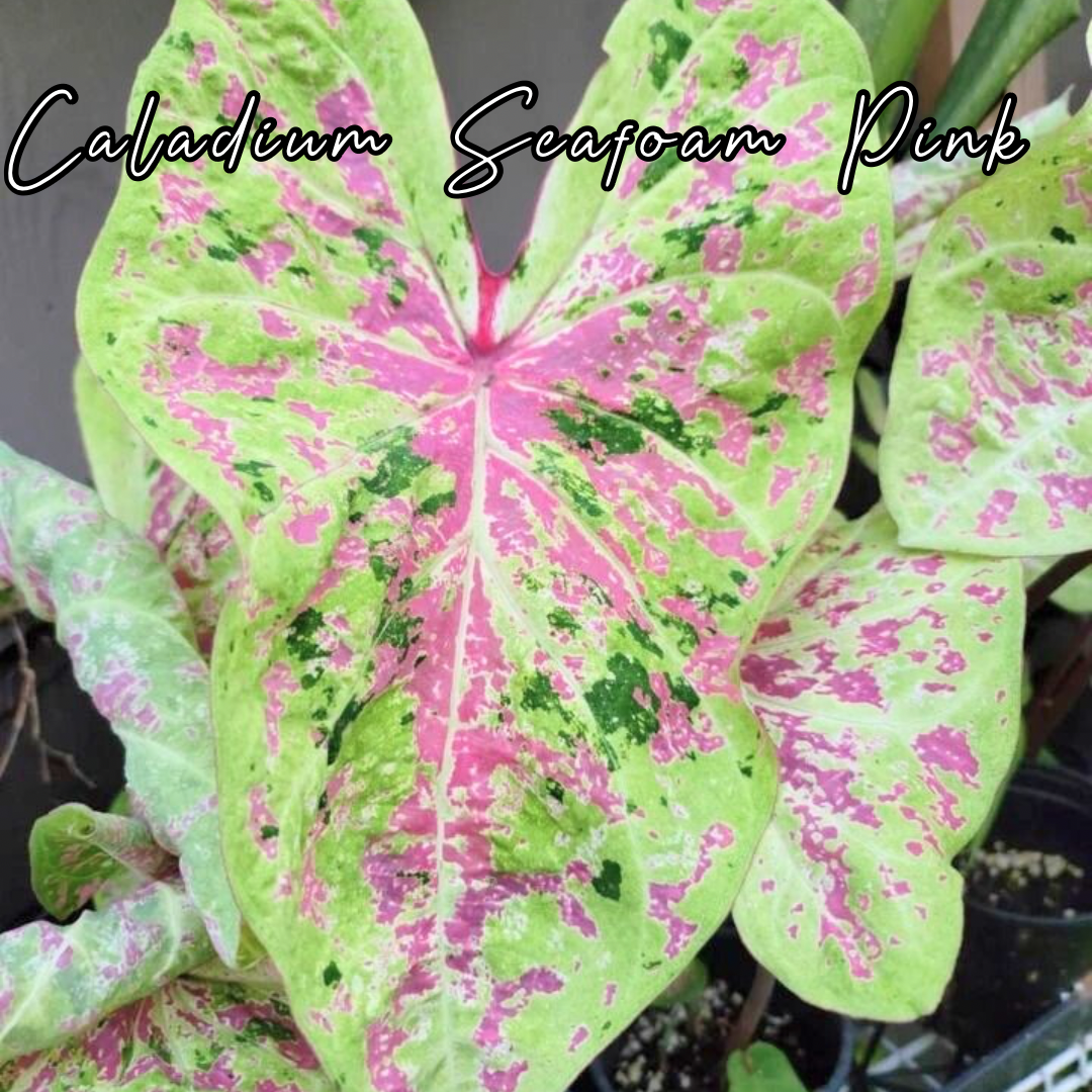 Bulbo de Caladium Seafoam Pink