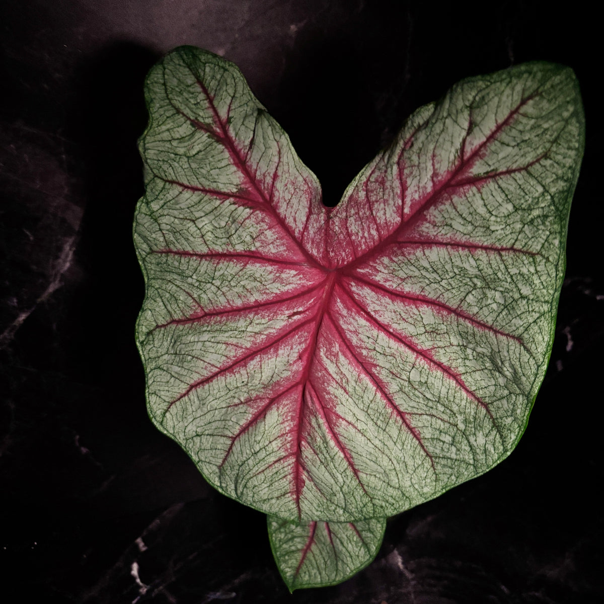 Caladium Fiesta “6 XXL