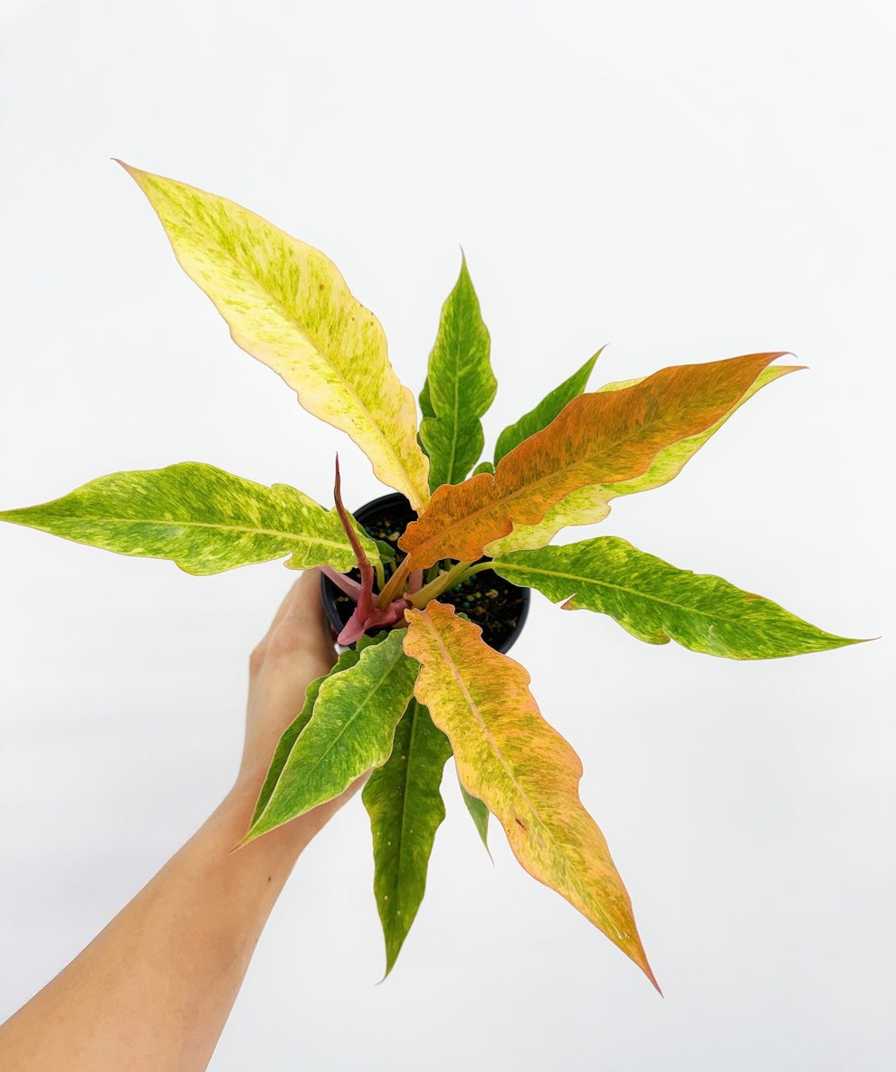 Philodendron Golden Serratum “4