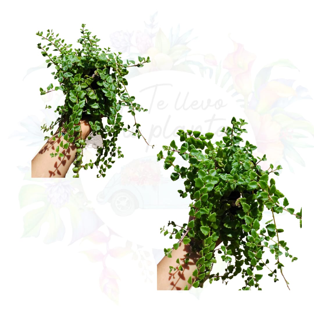 Plectranthus Prostratus