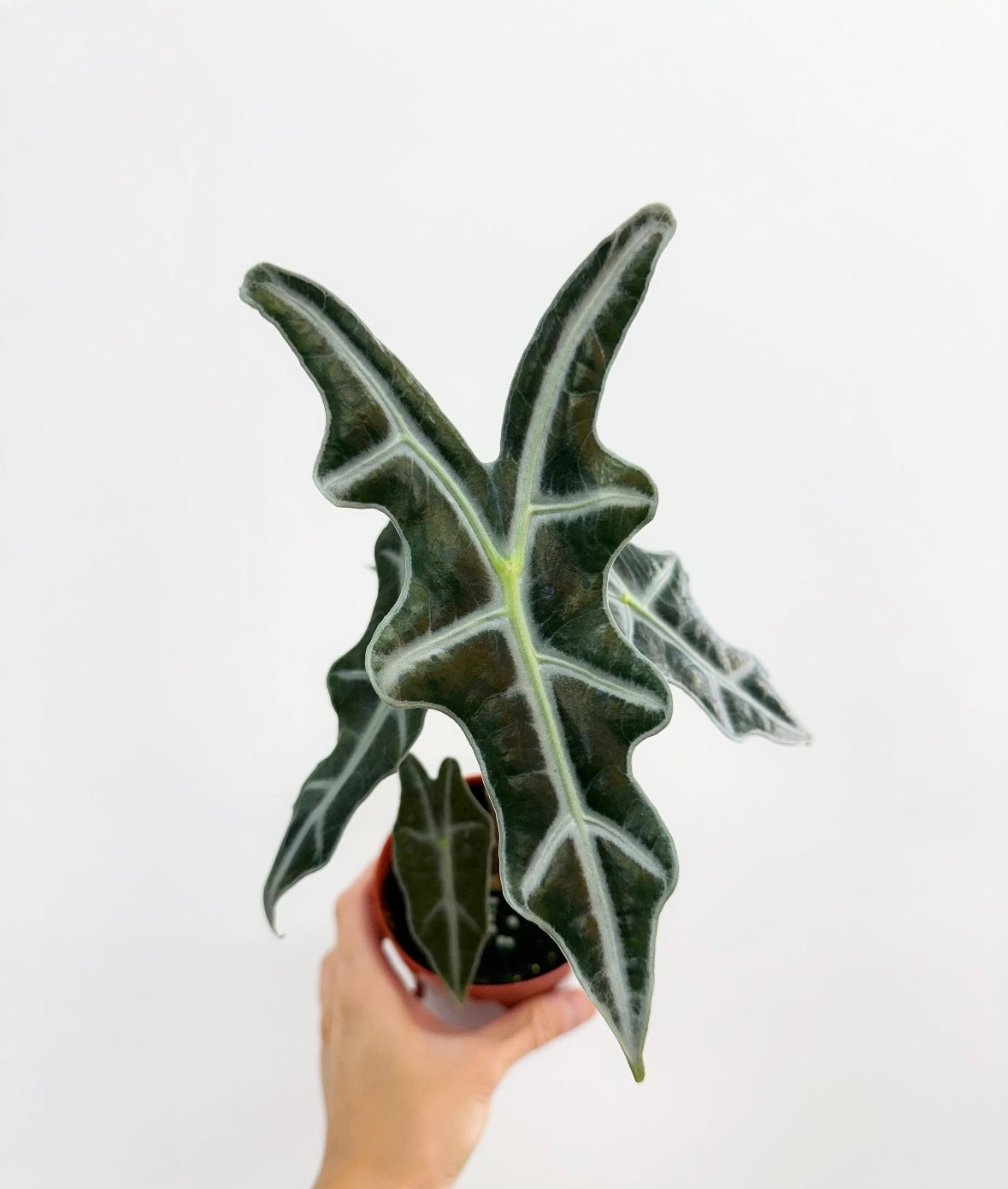 Alocasia Nobilis "4