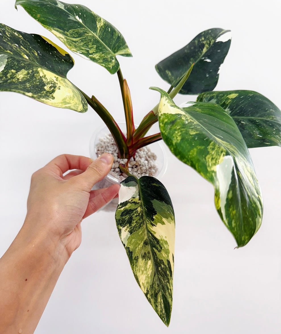 Philodendron White Princess Tricolor “4 (planta exacta)