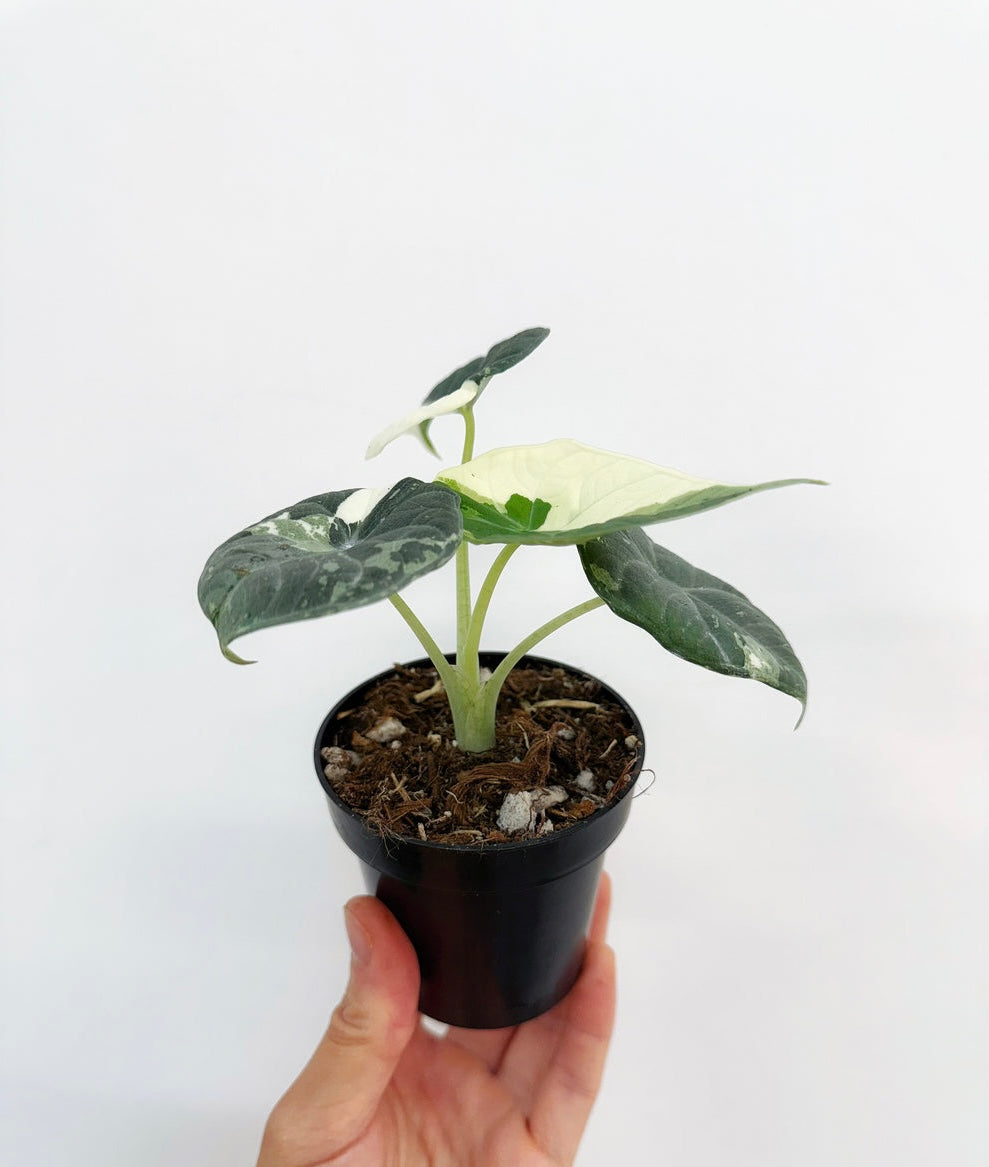 Alocasia Maharaní Albo “4 (planta exacta)