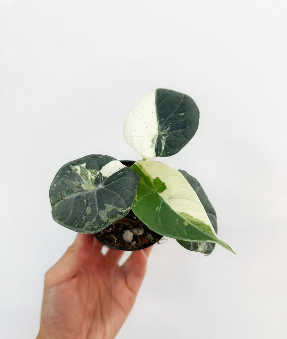 Alocasia Maharaní Albo “4 (planta exacta)
