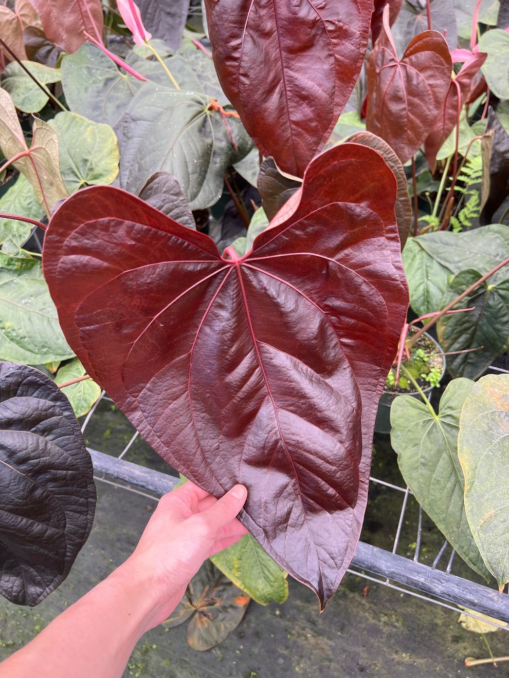 Anthurium Queen of Hearts XL “6