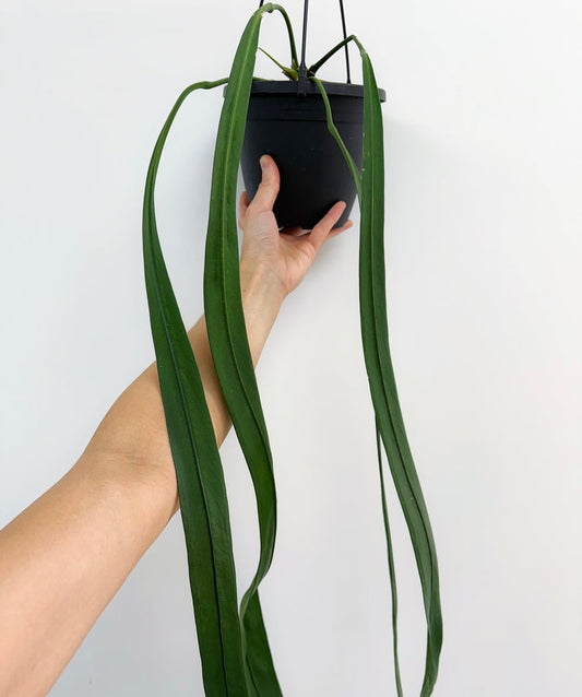 Anthurium Vittarifolium “6