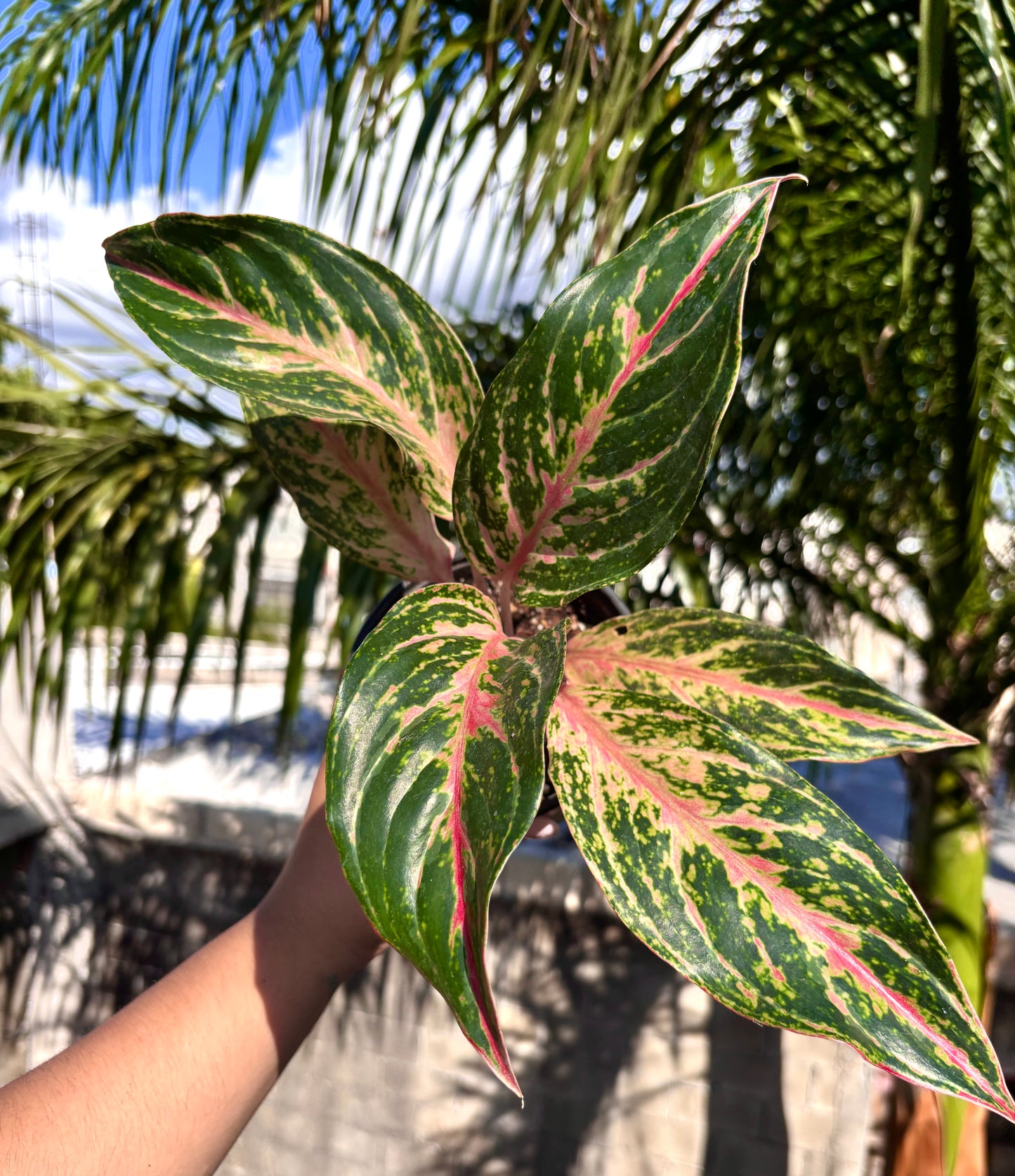 Aglaonema Pink Butterfly #5