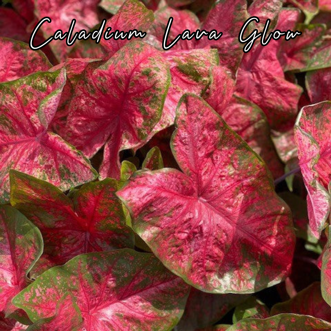 Bulbo de Caladium Lava Glow
