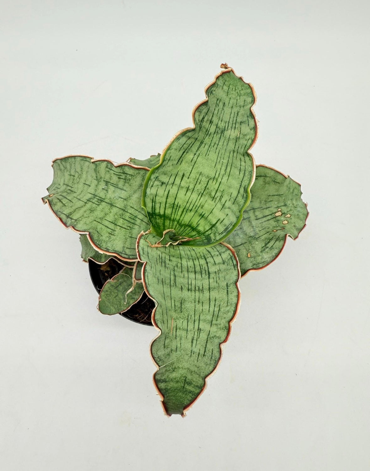 Sansevieria Kiki Azul “5