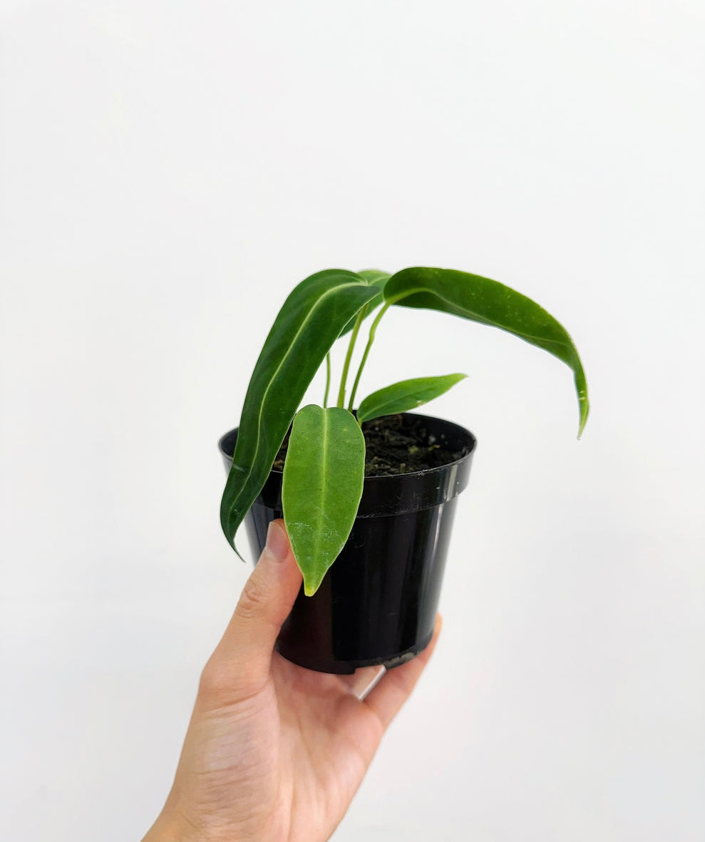 Anthurium Waroqueanum Dark “4