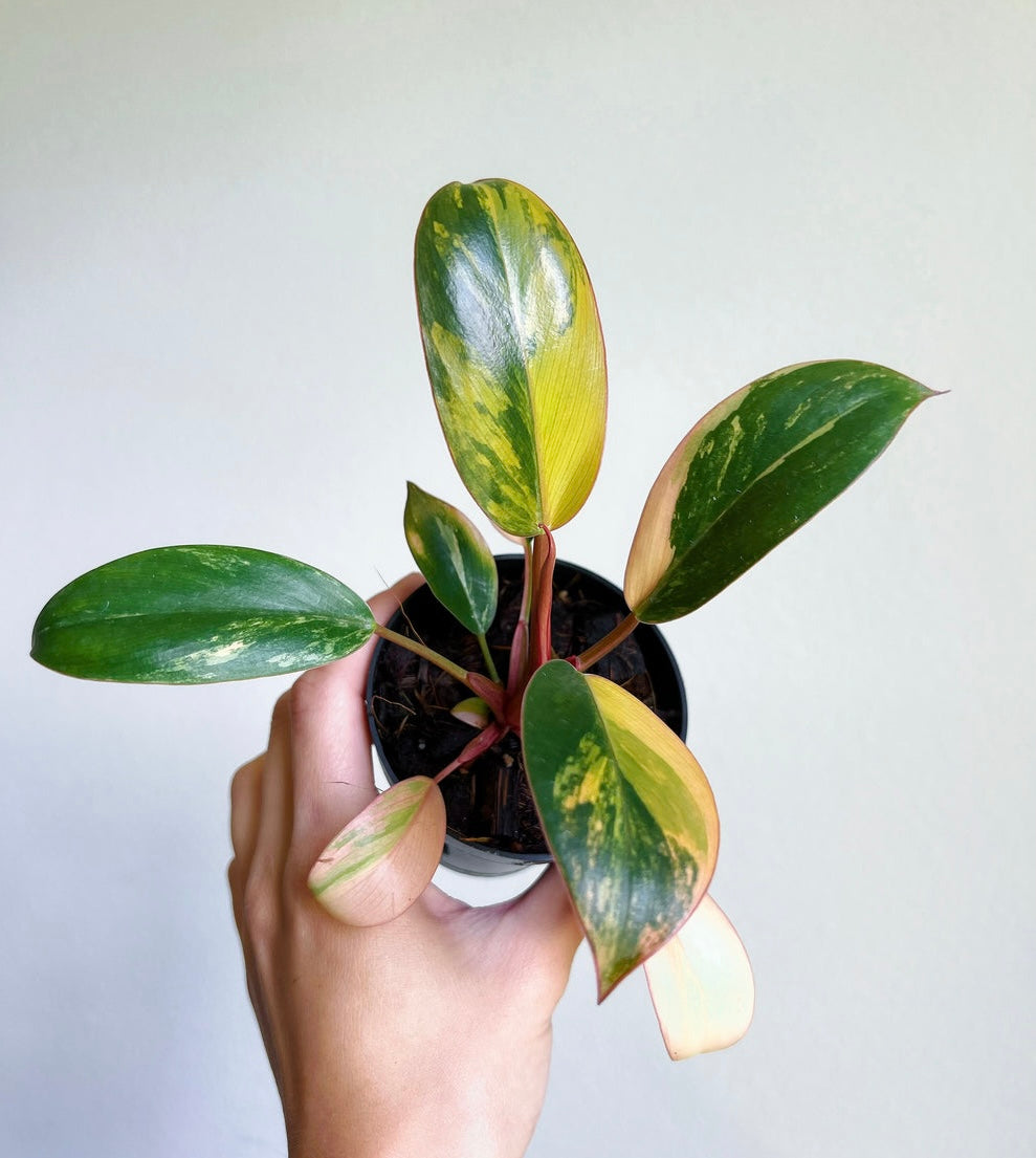 Philodendron Red Congo Variegado “3