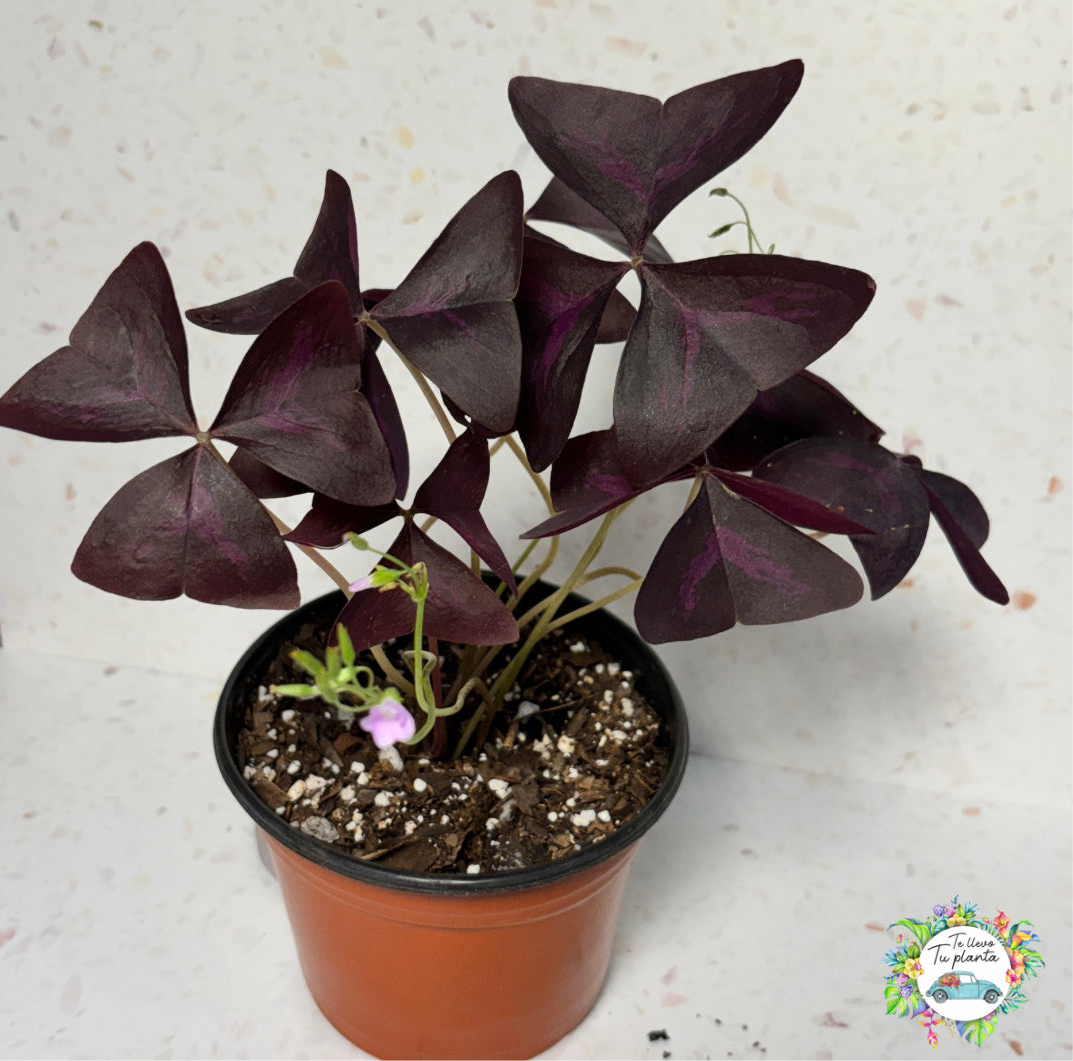 Oxalis Triangularis “5