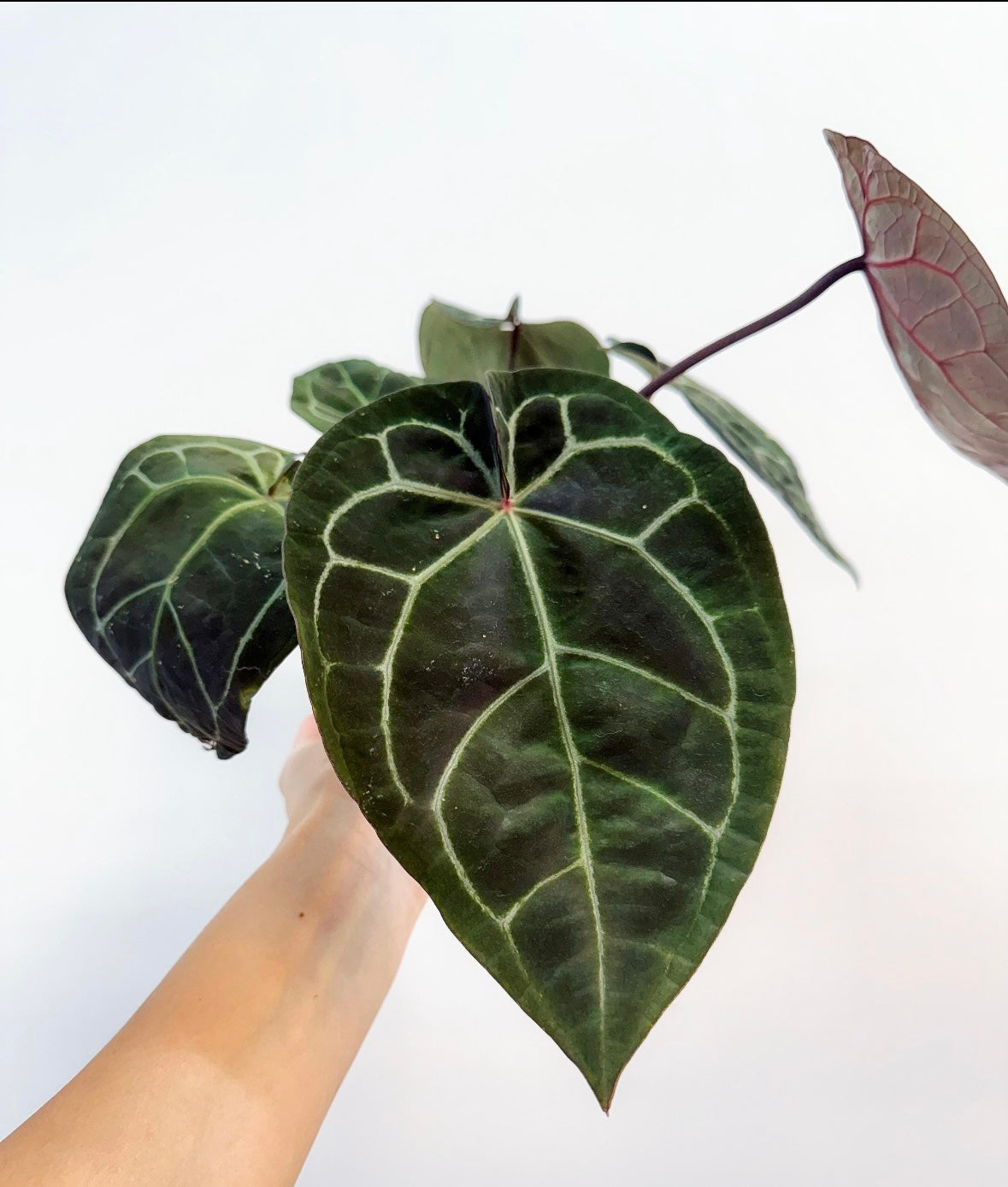 Anthurium Black Widow X Michelle “5
