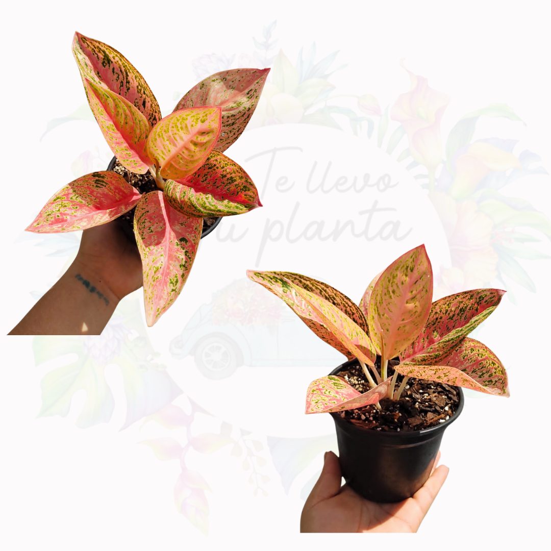 Aglaonema Red Legacy #5