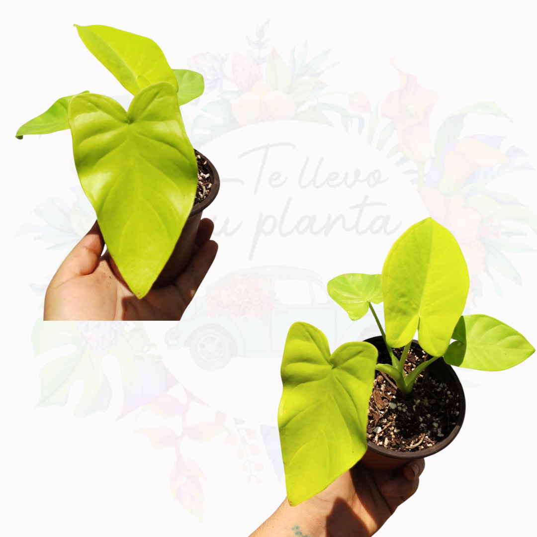 Xanthosoma Lime Zinger #5