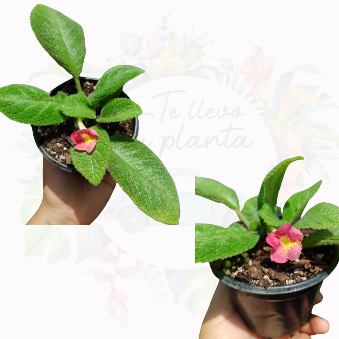 Episcia Lil Lemon "4
