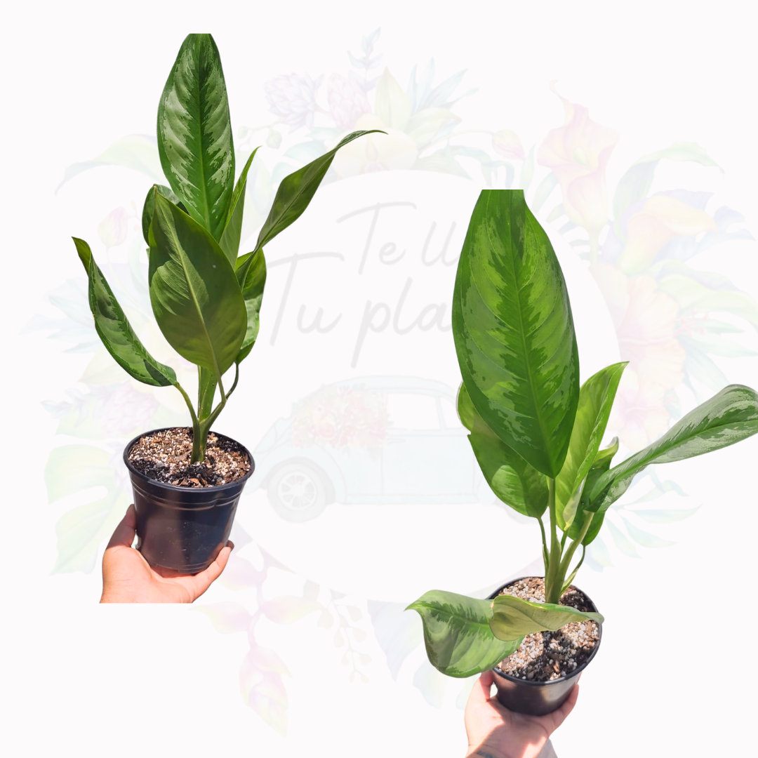 Aglaonema Crispum "6