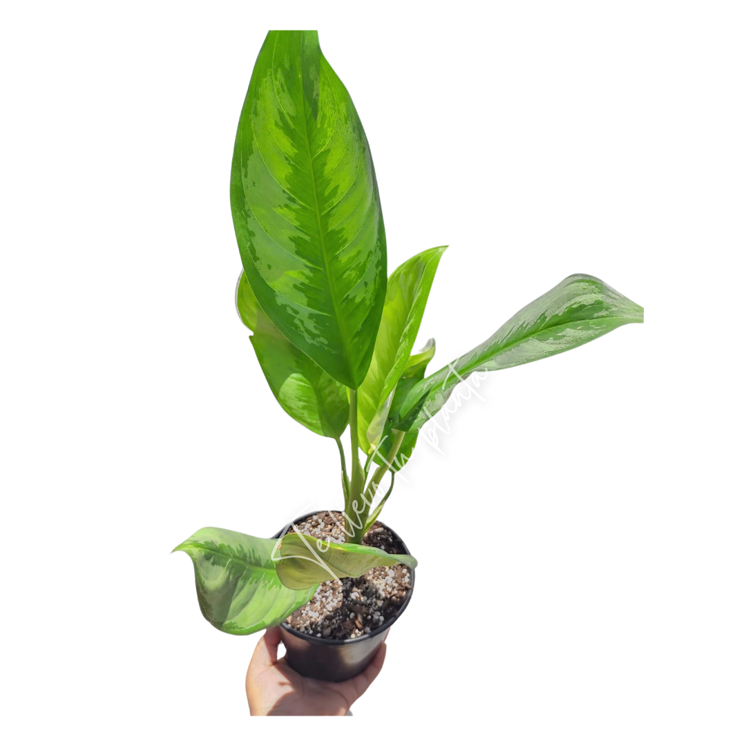 Aglaonema Crispum "6