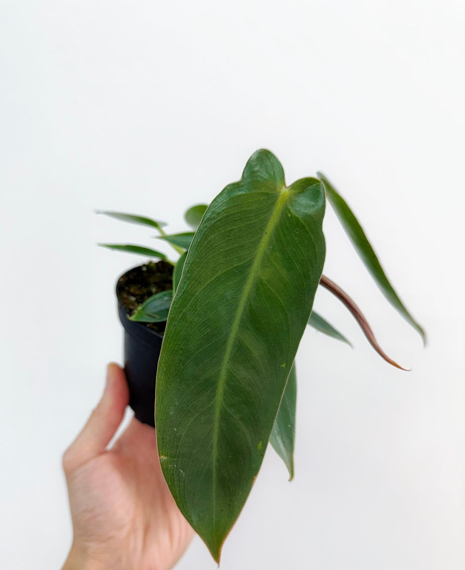 Philodendron Spiritus Sancti “4