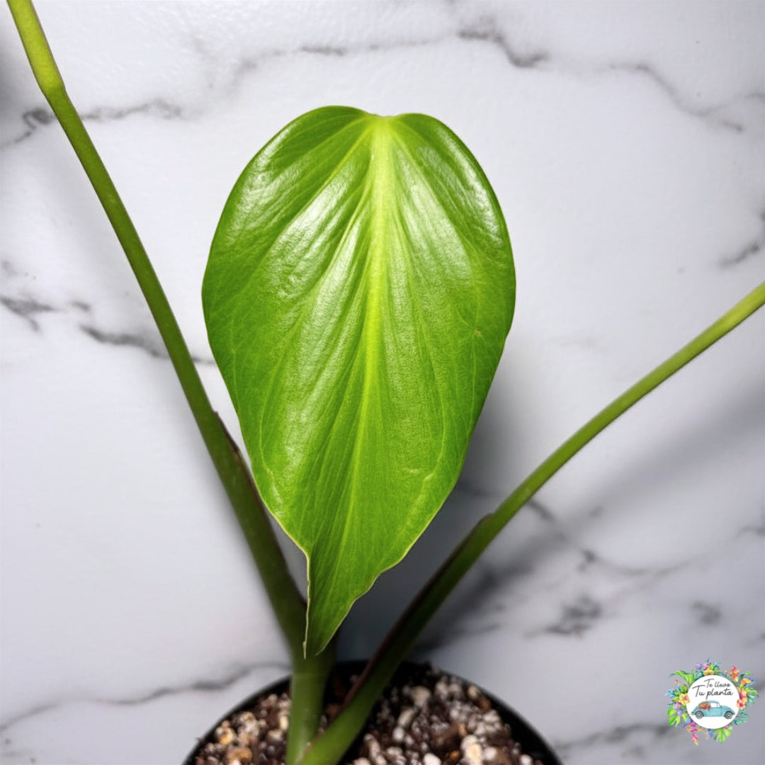 Monstera Burle Marx Flame “