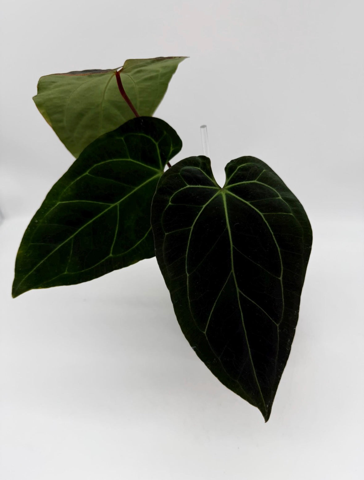 Anthurium Ace of Spades X Sherman “5