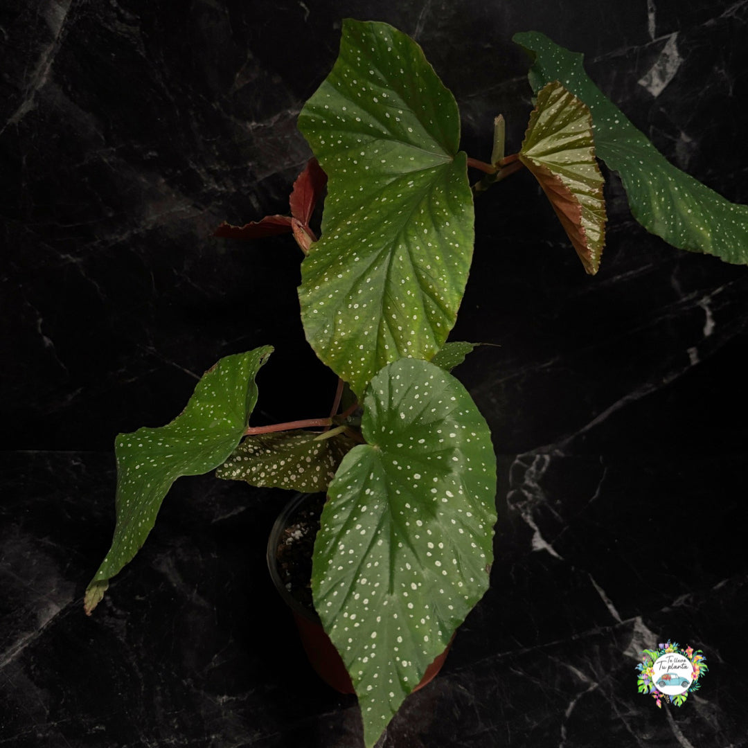 Begonia Lucerna “6