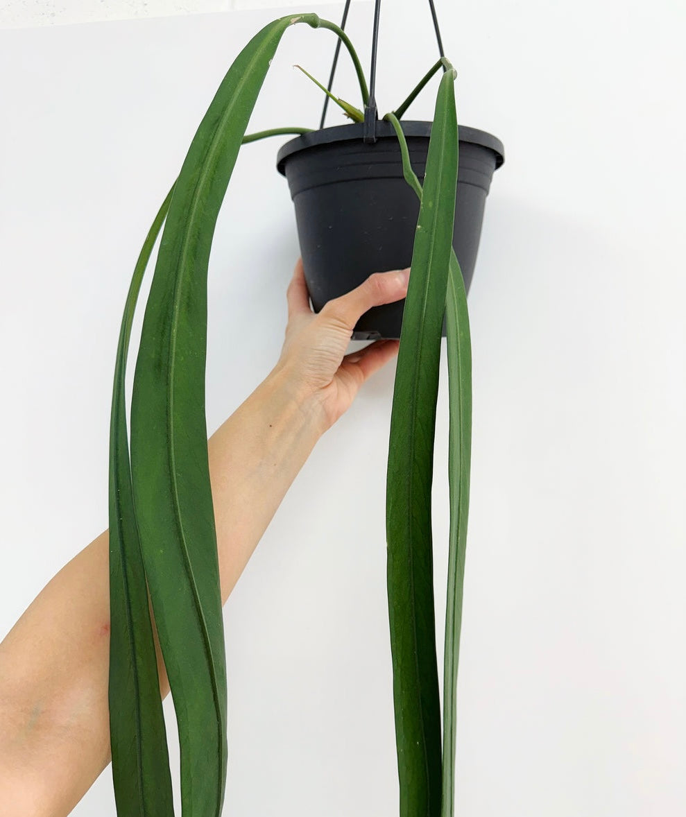 Anthurium Vittarifolium “6