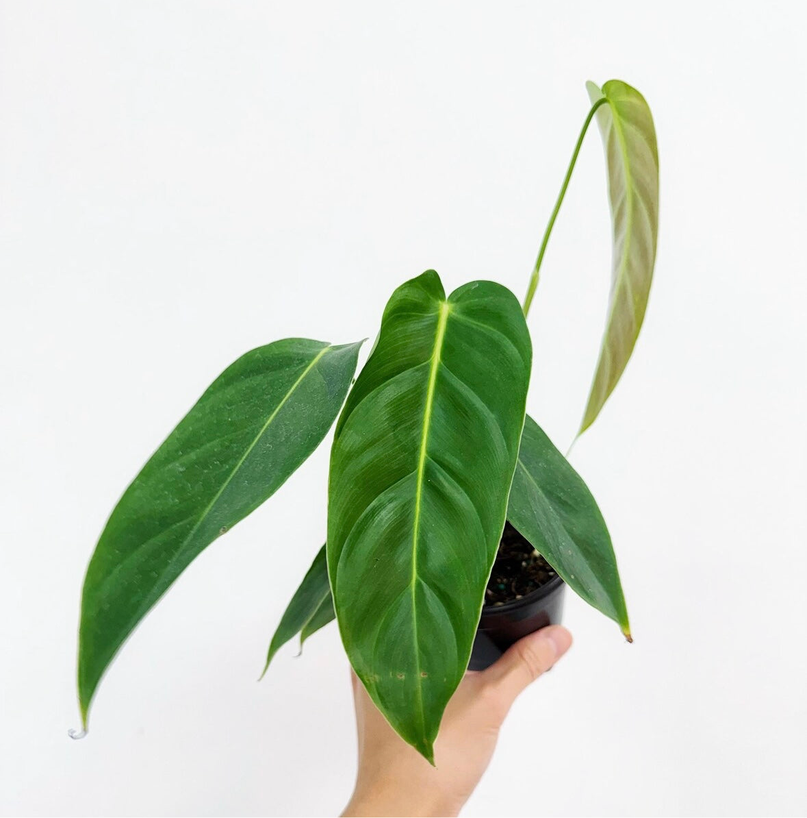 Philodendron Esmeraldense “4