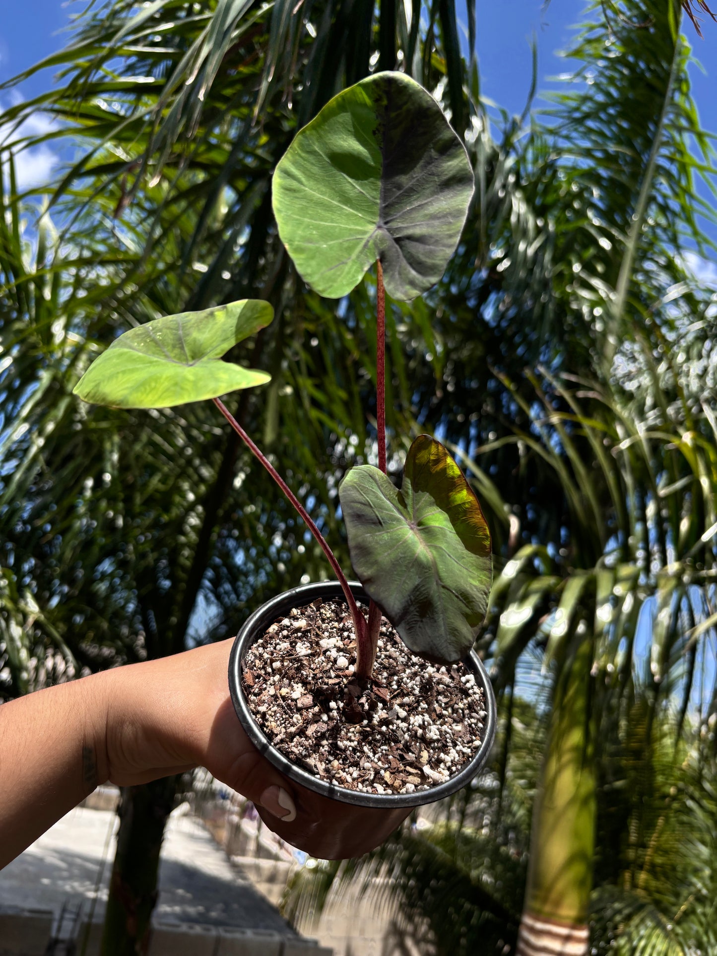 Colocasia Black Marble “5