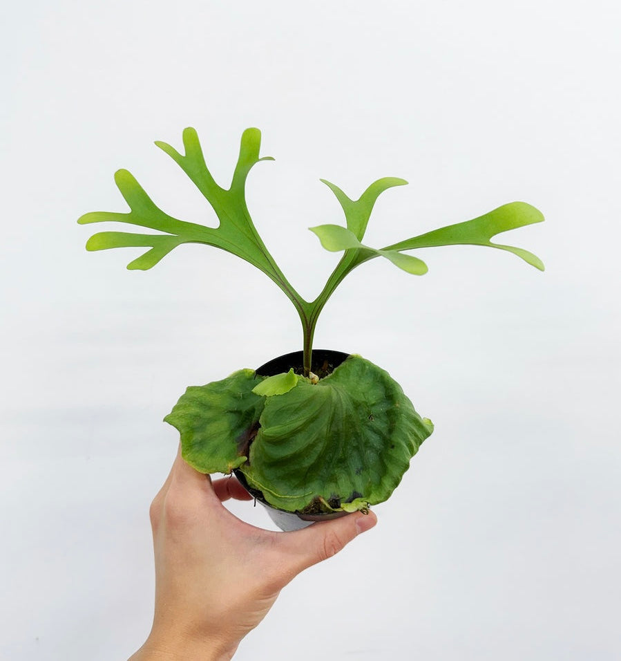 Platycerium Ridleyi “4