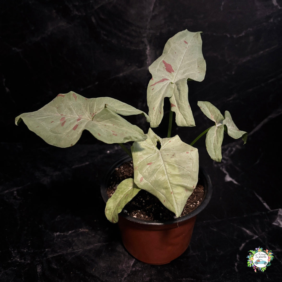 Syngonium Milk Confetti "4