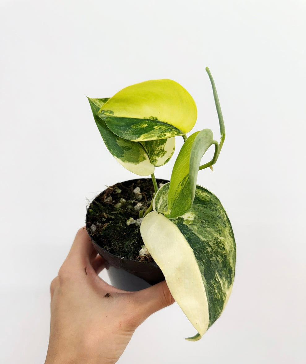 Scindapsus Áurea Jade Satin “4