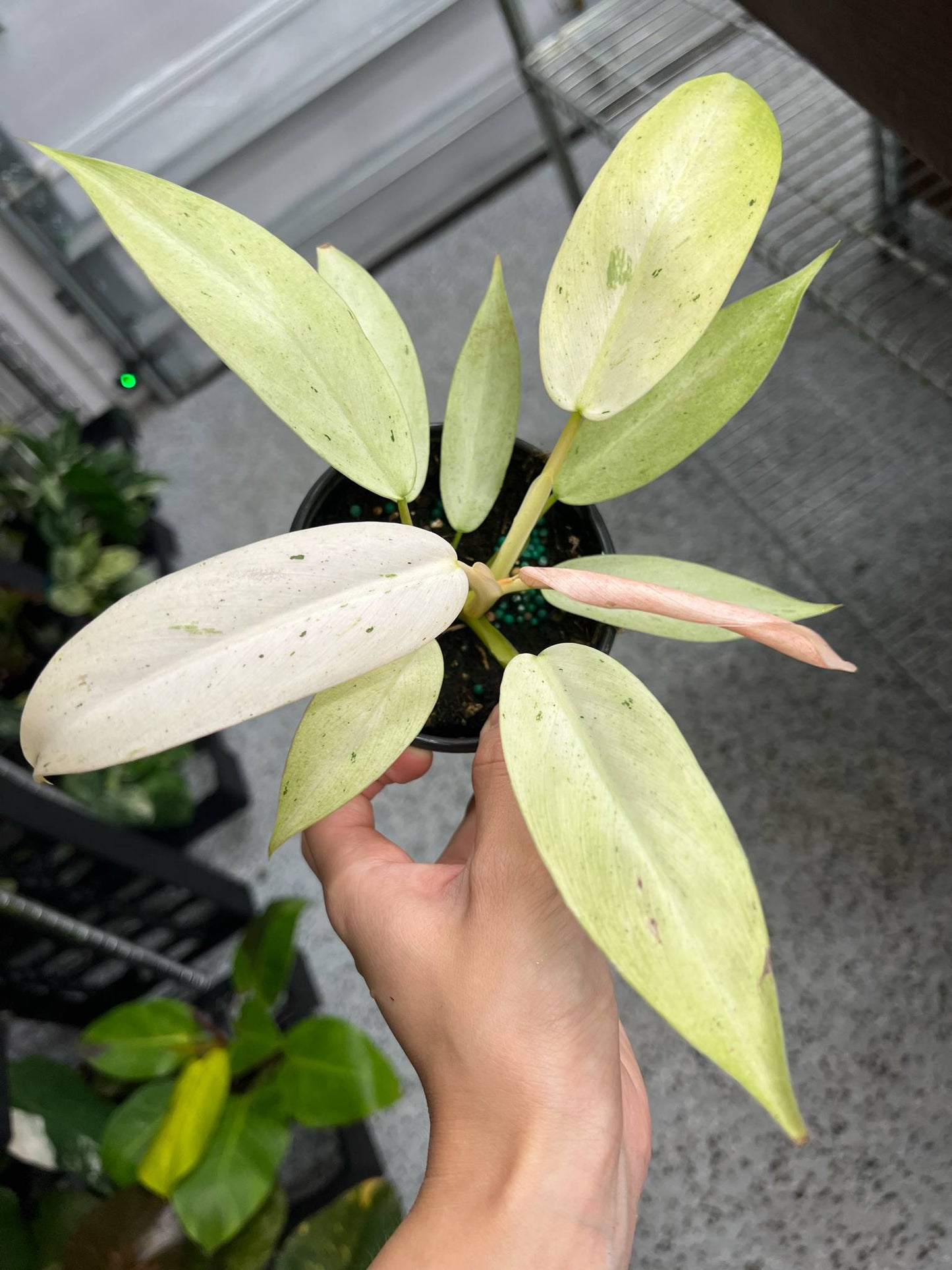 Philodendron Whipple Way "4