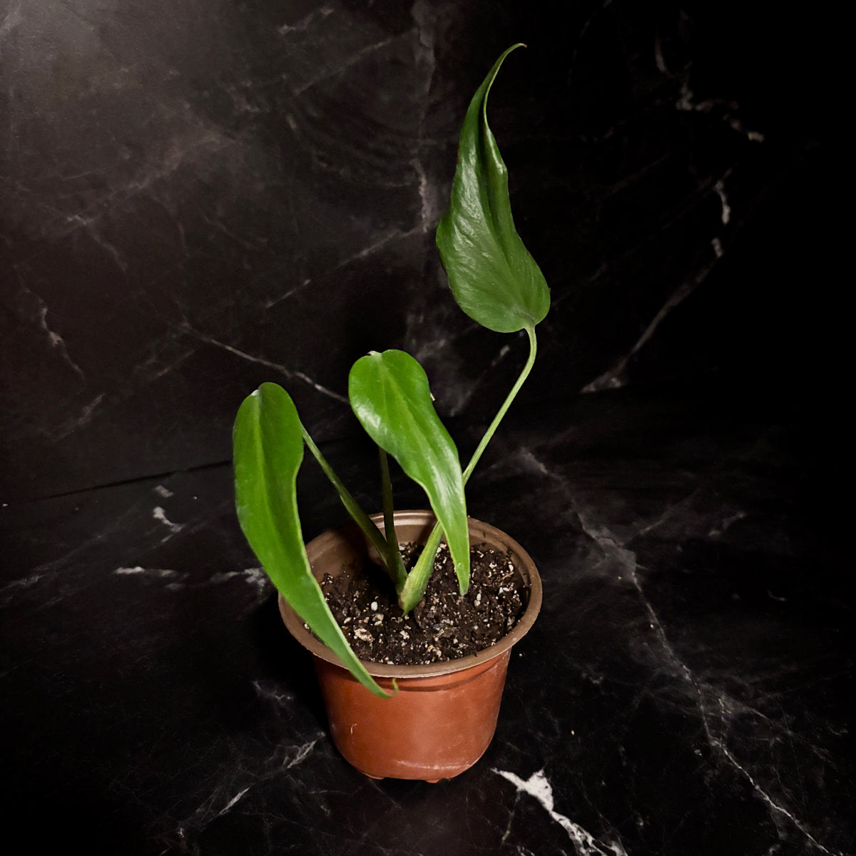 Monstera Burle Marx Flame “5