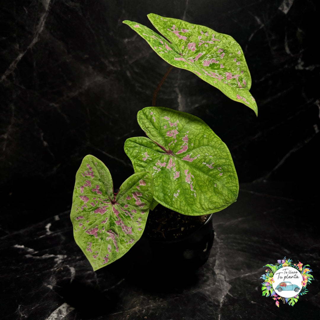 Caladium Seafoam Pink “5